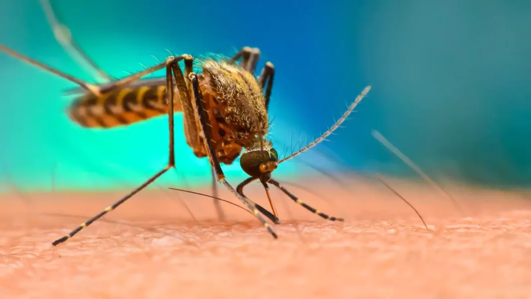<strong>Study finds increasing threat of super-resistant mosquitoes in Asia</strong> <strong>Study finds increasing threat of super-resistant mosquitoes in Asia</strong>