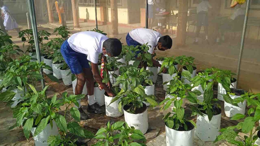 <strong>Entrepreneurial school gardens in Sri Lanka to uplift children’s nutritional security</strong> <strong>Entrepreneurial school gardens in Sri Lanka to uplift children’s nutritional security</strong>