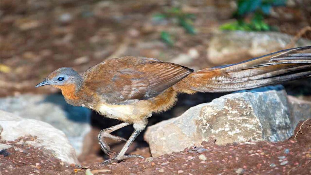 Lye birds losing natural habitat Lye birds losing natural habitat
