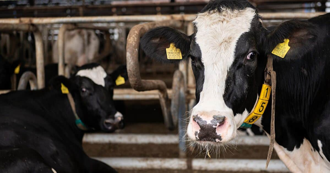 <strong>Factory farms and climate change</strong> <strong>Factory farms and climate change</strong>