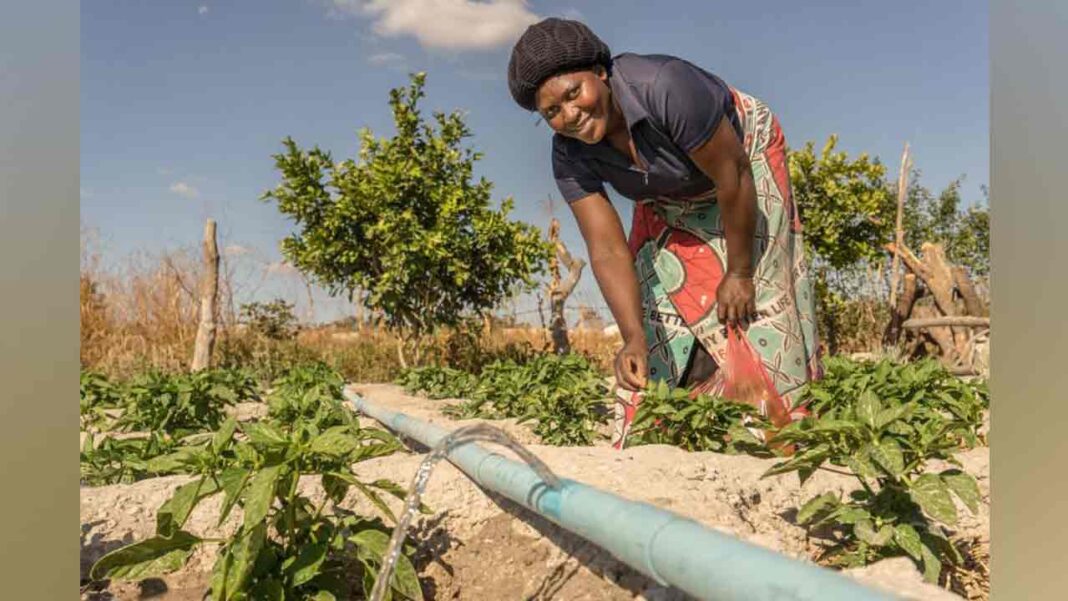 <strong>Zambia receives Commonwealth climate adaptation money</strong> <strong>Zambia receives Commonwealth climate adaptation money</strong>