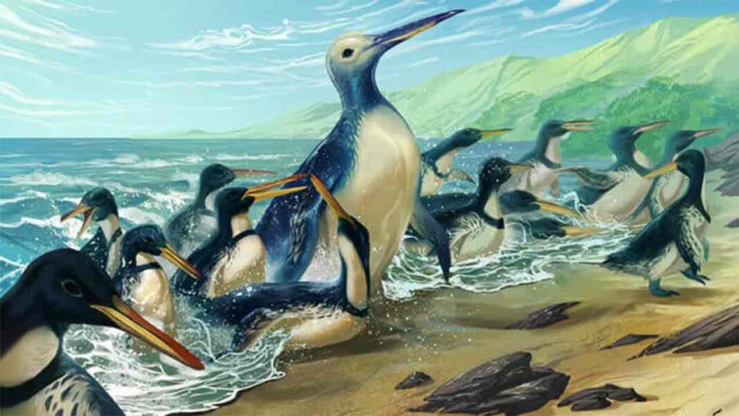 How big was the largest penguin in history How big was the largest penguin in history
