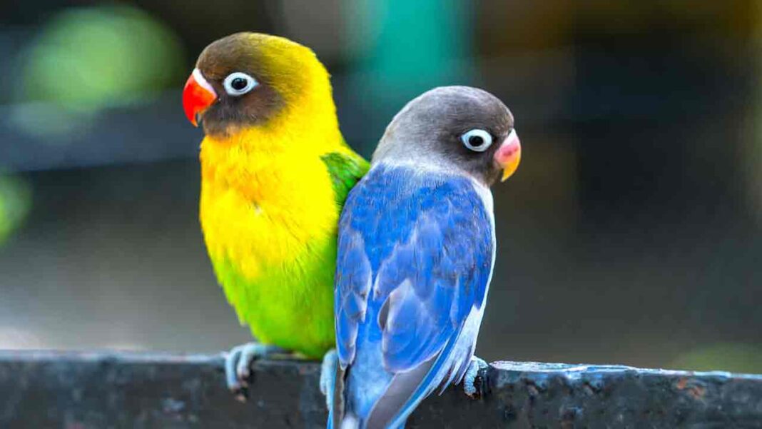 Birds increasing their stock higher than previously estimated Birds increasing their stock higher than previously estimated