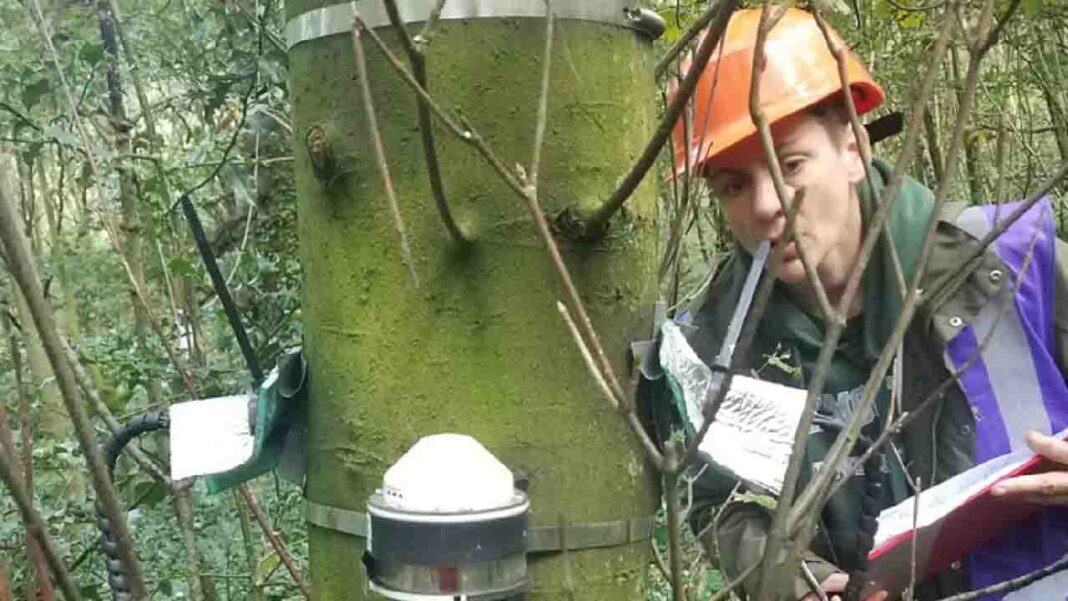 British schools in West Midlands to be taught on significance of forests British schools in West Midlands to be taught on significance of forests