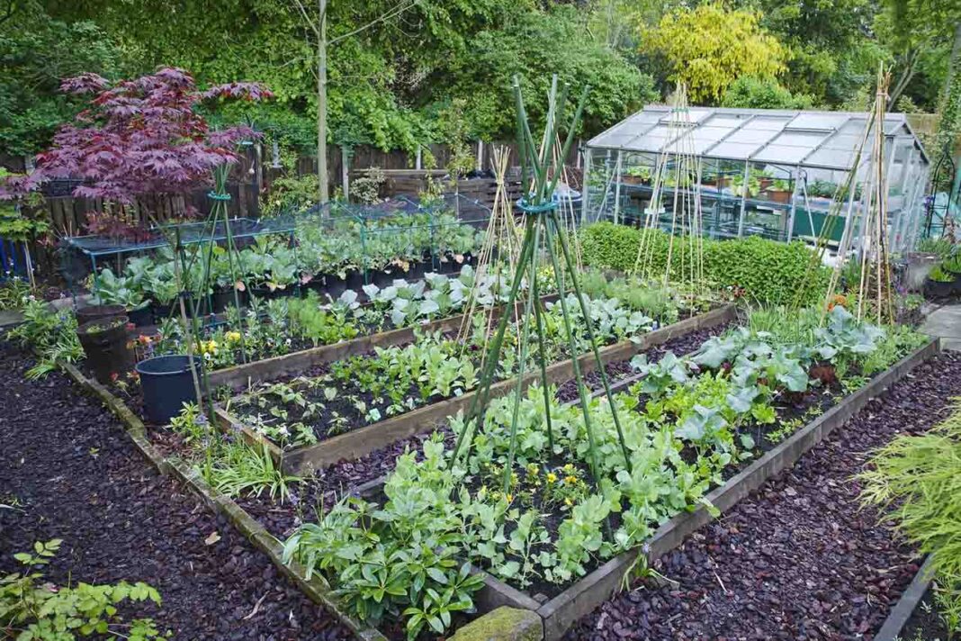 Enhancing homegrown fruit and vegetable could add £0.5bn to the British economy Enhancing homegrown fruit and vegetable could add £0.5bn to the British economy