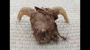 2,000 mummified ram mummified found in Egypt. 2,000 mummified ram mummified found in Egypt.