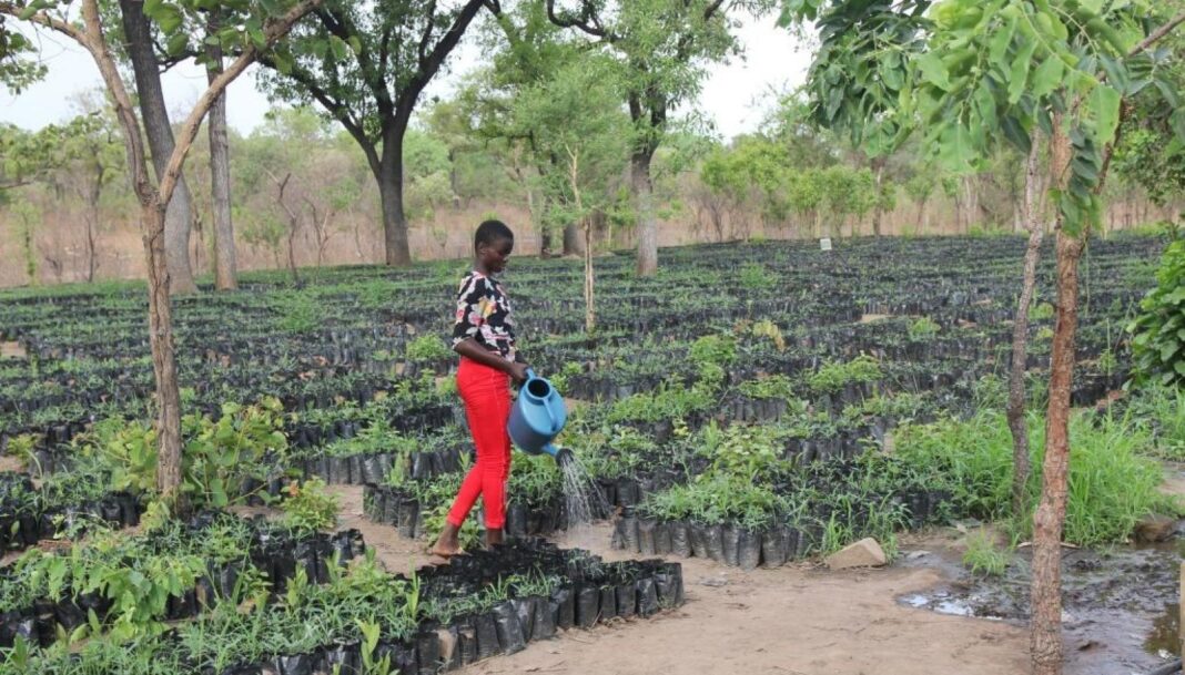<strong>Uganda’s Forest and Wildlife Conservation Efforts Are Led By Reformed Charcoal Burners.</strong> <strong>Uganda’s Forest and Wildlife Conservation Efforts Are Led By Reformed Charcoal Burners.</strong>