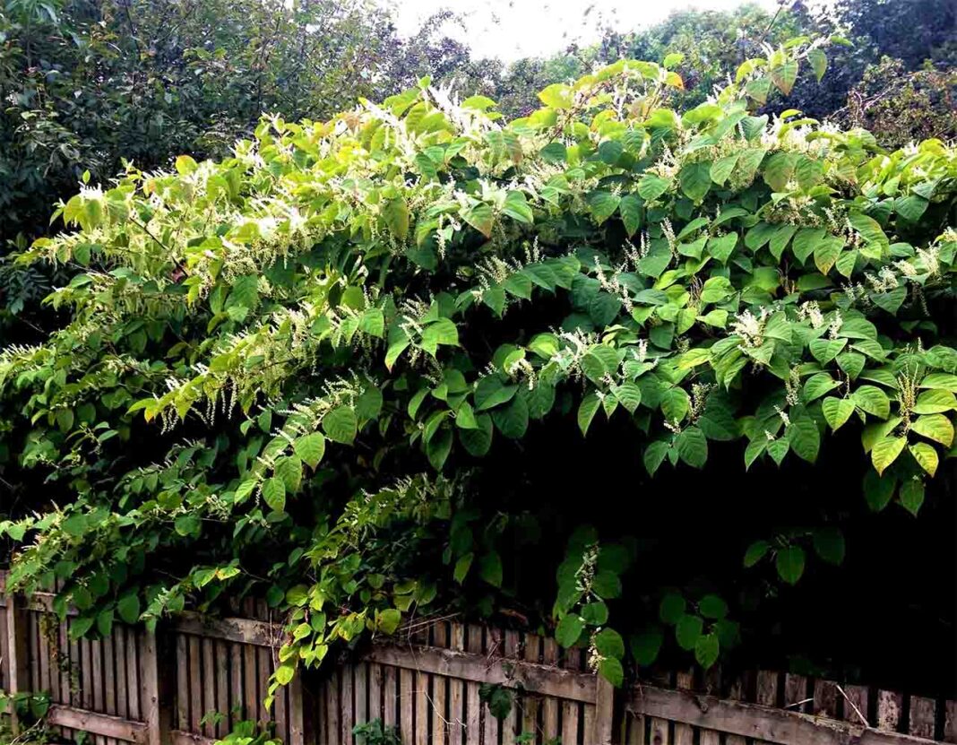 Study explores knotweed management in atmosphere Study explores knotweed management in atmosphere