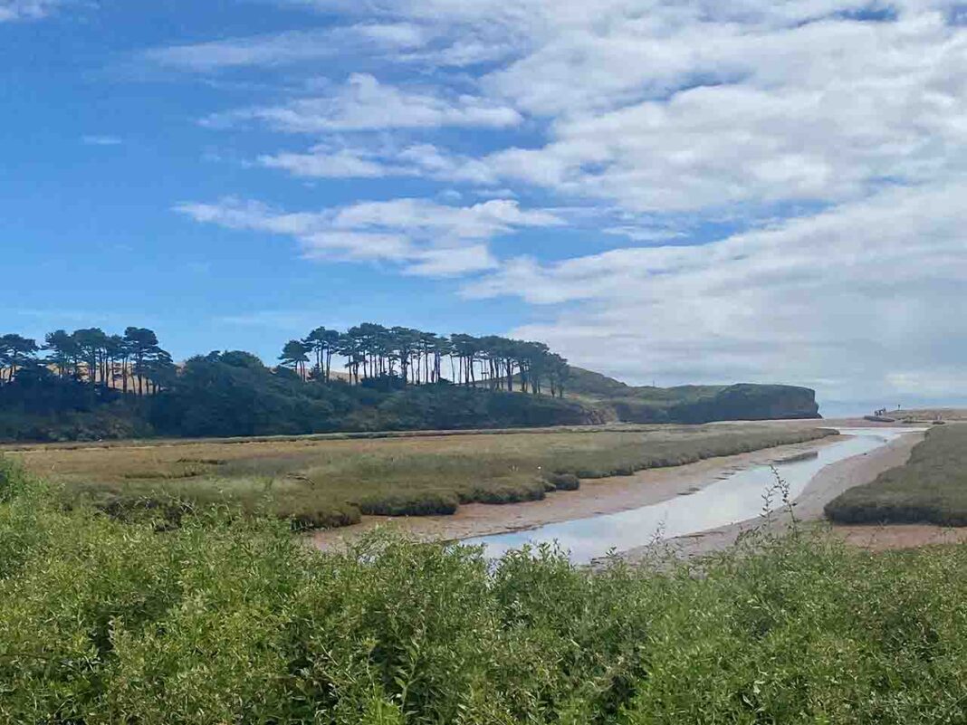 New British tree planting project highlights the significance of trees New British tree planting project highlights the significance of trees