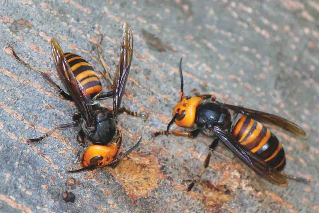 European and Asian Hornets may provide new insights European and Asian Hornets may provide new insights