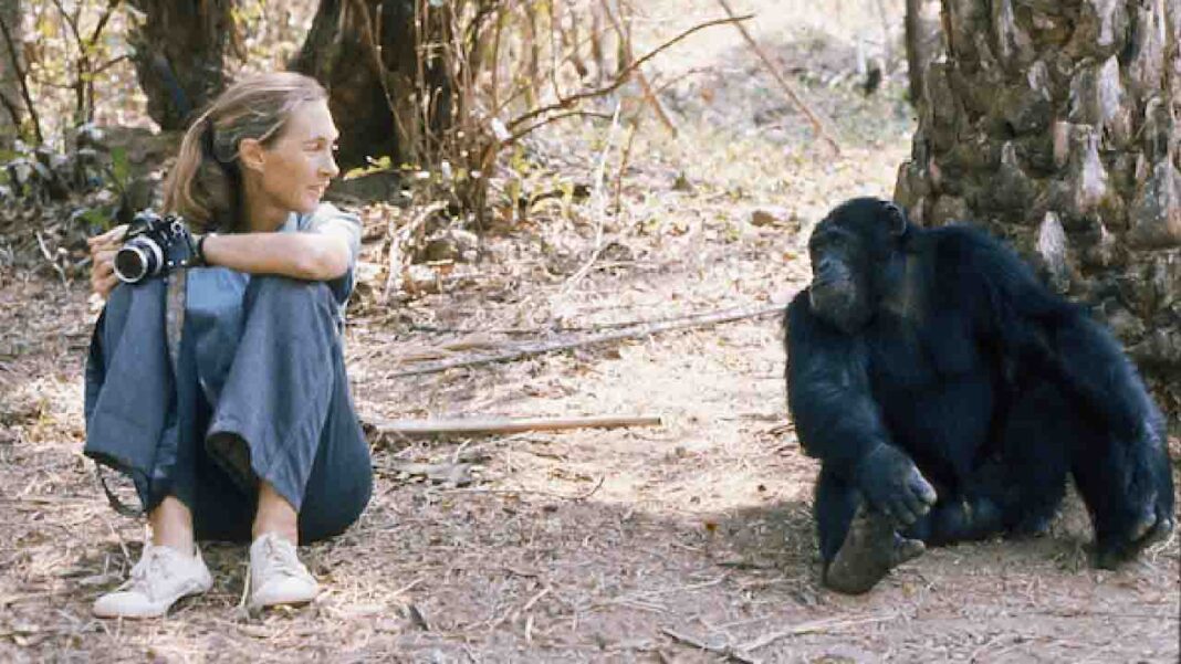 This Woman Is A Chimpanzee Expert This Woman Is A Chimpanzee Expert
