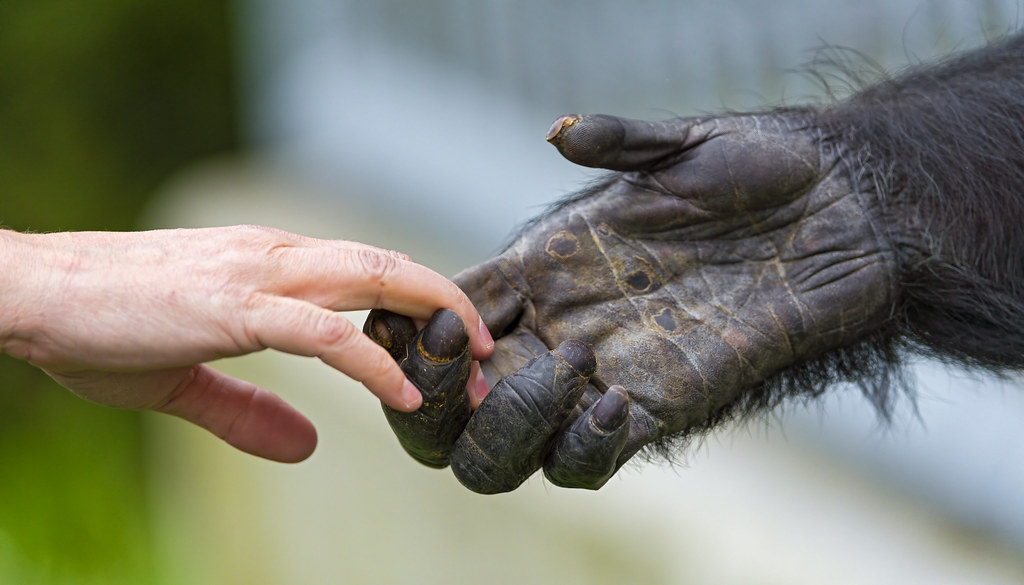 Can you be a chimp? Humans and chimps share a surprising 98.8% percent of their DNA Can you be a chimp? Humans and chimps share a surprising 98.8% percent of their DNA