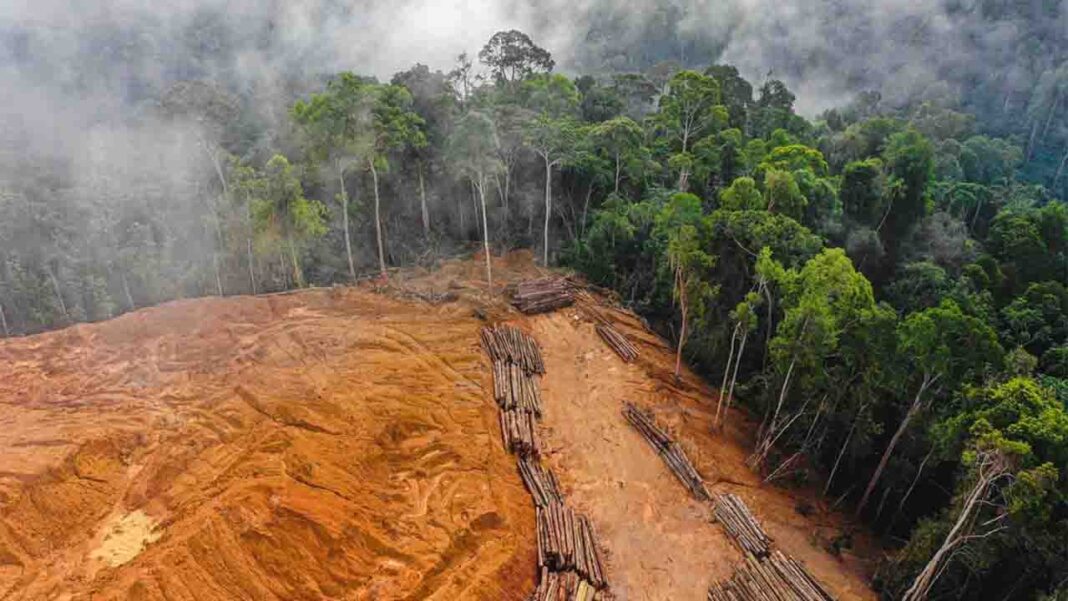 European Parliament approves law ensuring EU products are deforestation-free! European Parliament approves law ensuring EU products are deforestation-free!