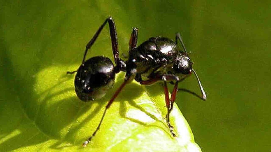 Play dead and deceive your enemy and predators Play dead and deceive your enemy and predators