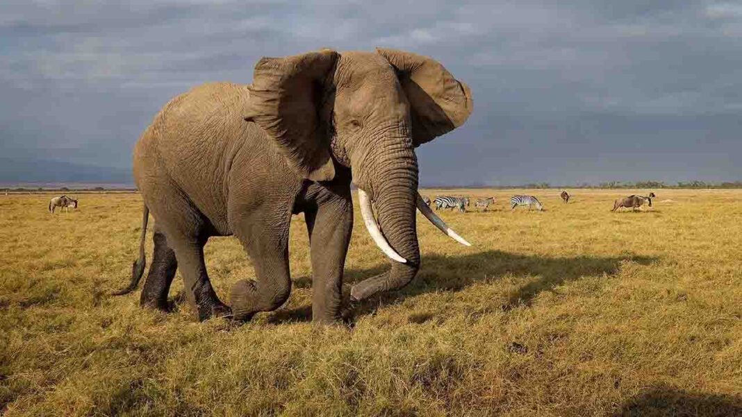 Elephants are, what human are striving to achieve! Elephants are, what human are striving to achieve!