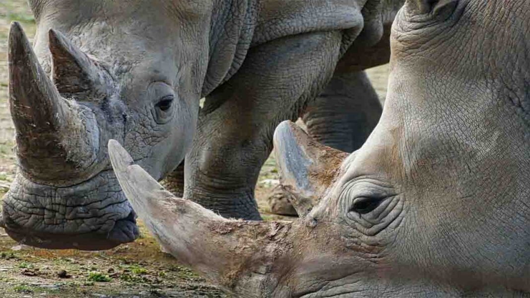 World’s largest rhino farm is being auctioned off in South Africa. World’s largest rhino farm is being auctioned off in South Africa.