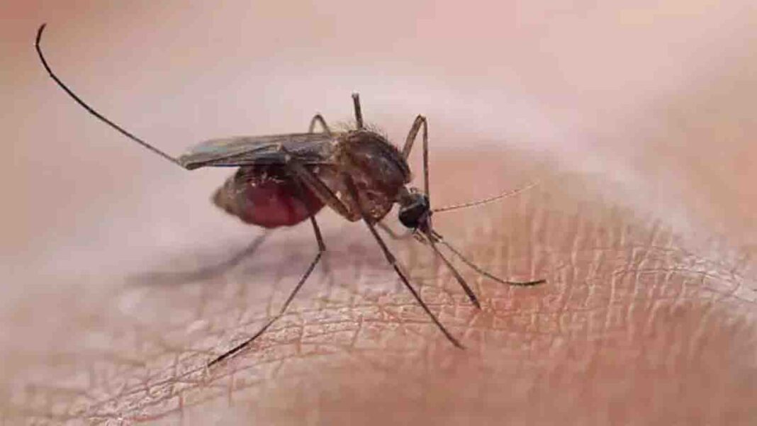 After a fatal climate-related calamity, malaria cases have increased in Malawi. After a fatal climate-related calamity, malaria cases have increased in Malawi.