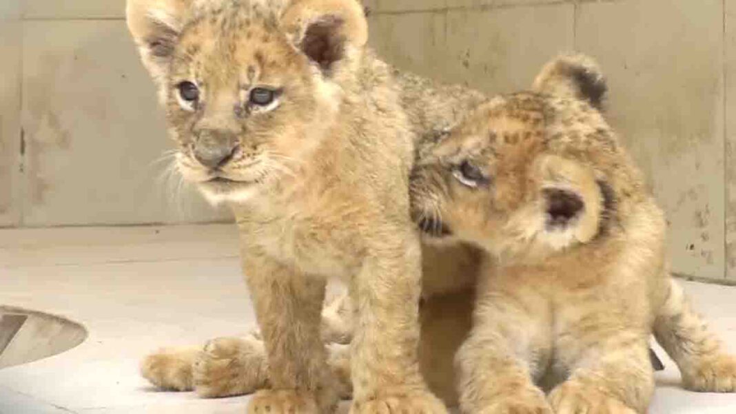 Lahore’s Safari Zoo has six new fur babies Lahore’s Safari Zoo has six new fur babies
