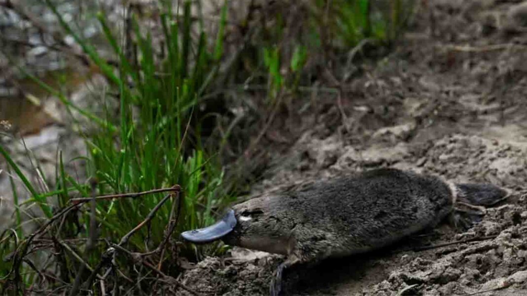 It’s been fifty years since Australia’s oldest national park saw a platypus It’s been fifty years since Australia’s oldest national park saw a platypus