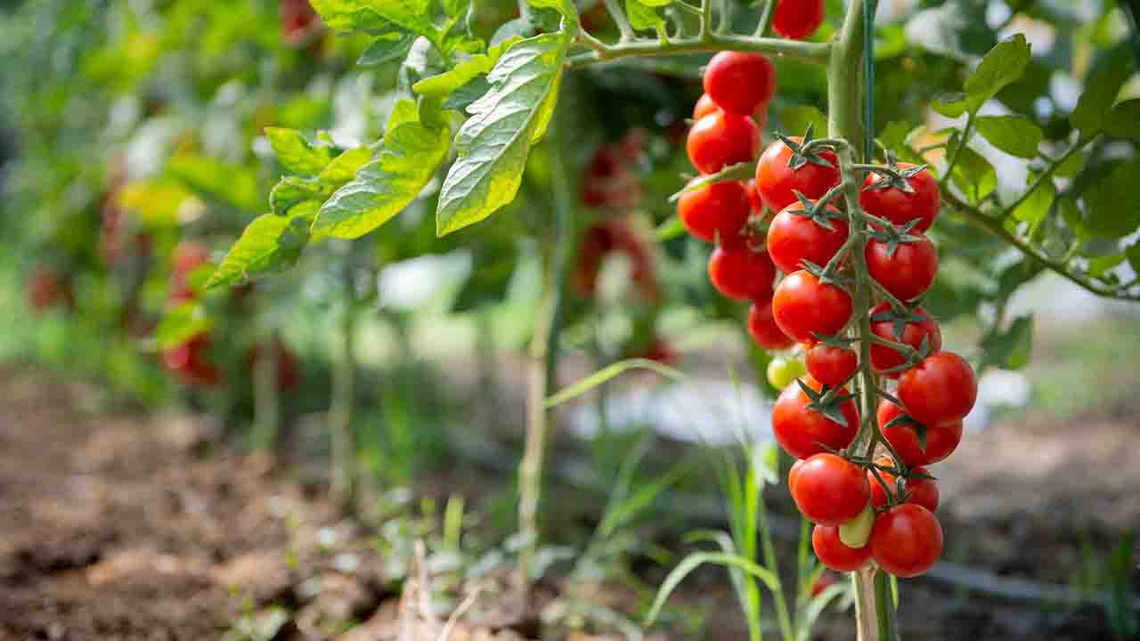 Boost male fertility With Tomatoes in your diet! Commonwealth Union