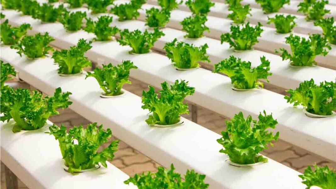 Will The Future of Agriculture be Hydroponics? Will The Future of Agriculture be Hydroponics?
