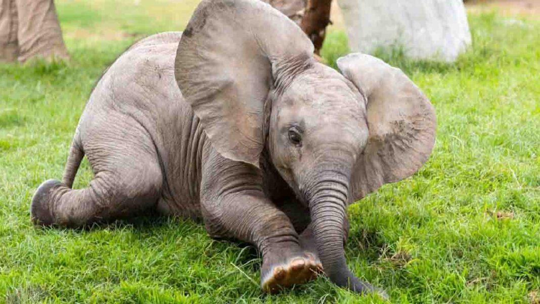 Elephants Are as Smart as Chimps, and Dolphins? Convergent Evolution Proves. Elephants Are as Smart as Chimps, and Dolphins? Convergent Evolution Proves.