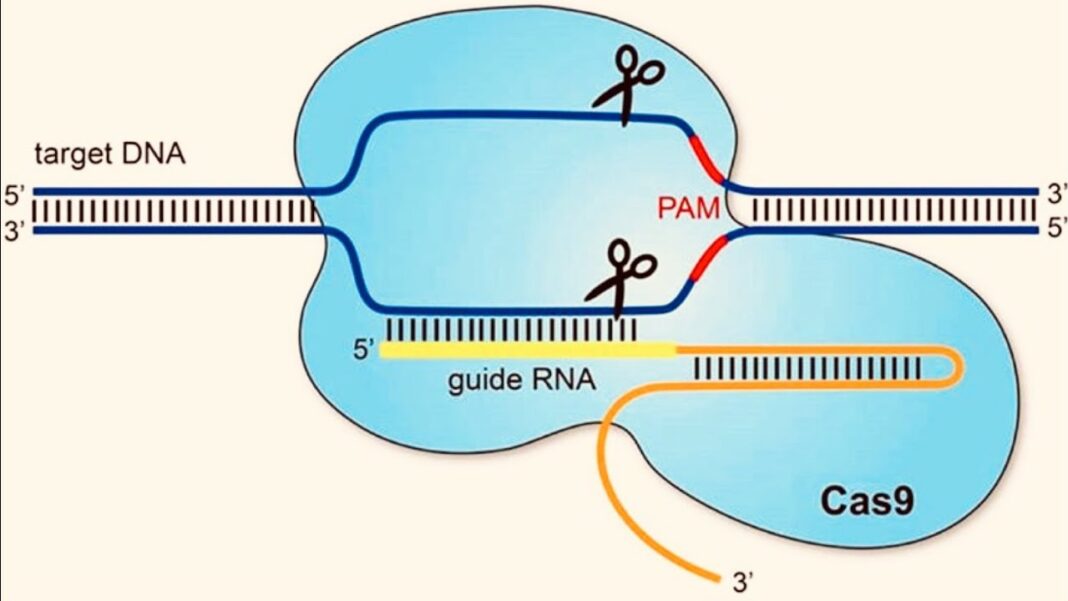 CRISPR Gene Editing CRISPR Gene Editing