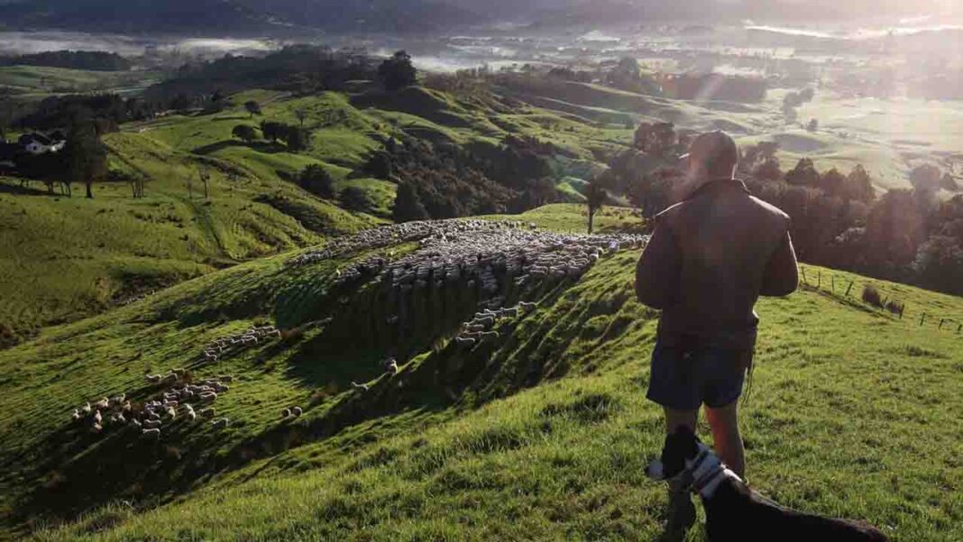 New Zealand farmers well-placed to meet gl… de…! New Zealand farmers well-placed to meet gl… de…!