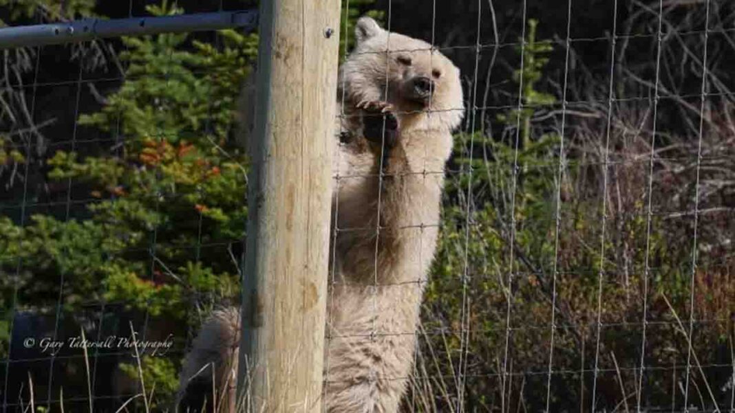 An end to Platinum-blonde bear tricks! An end to Platinum-blonde bear tricks!