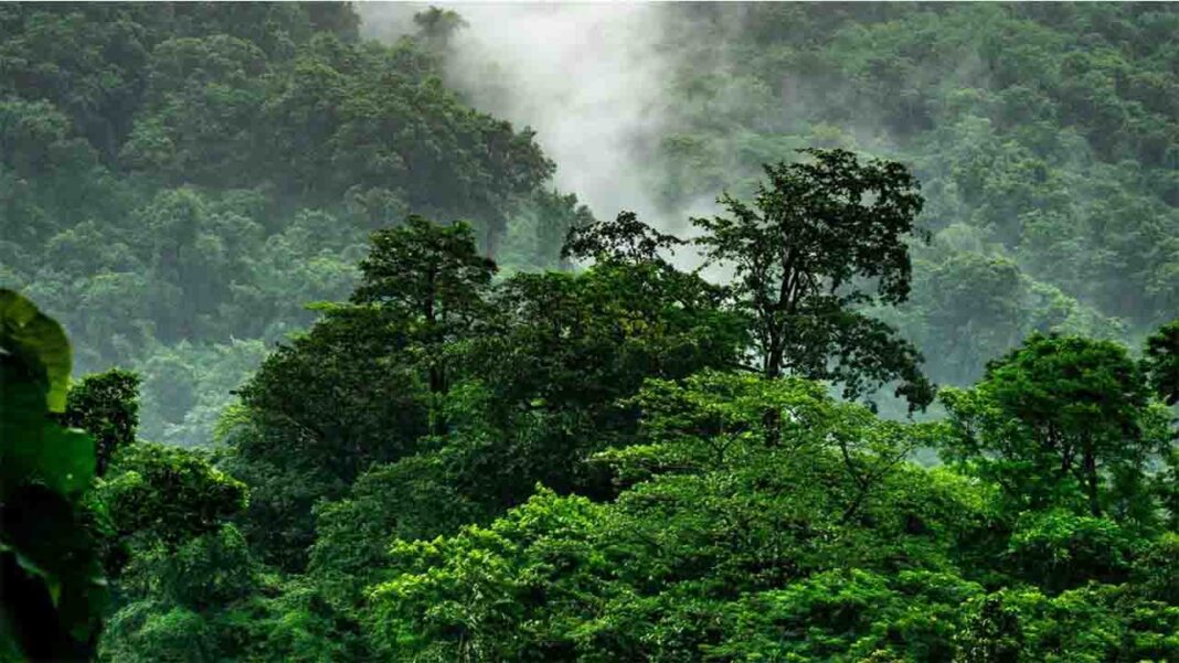 Now it’s World Rainforest Day! Now it’s World Rainforest Day!