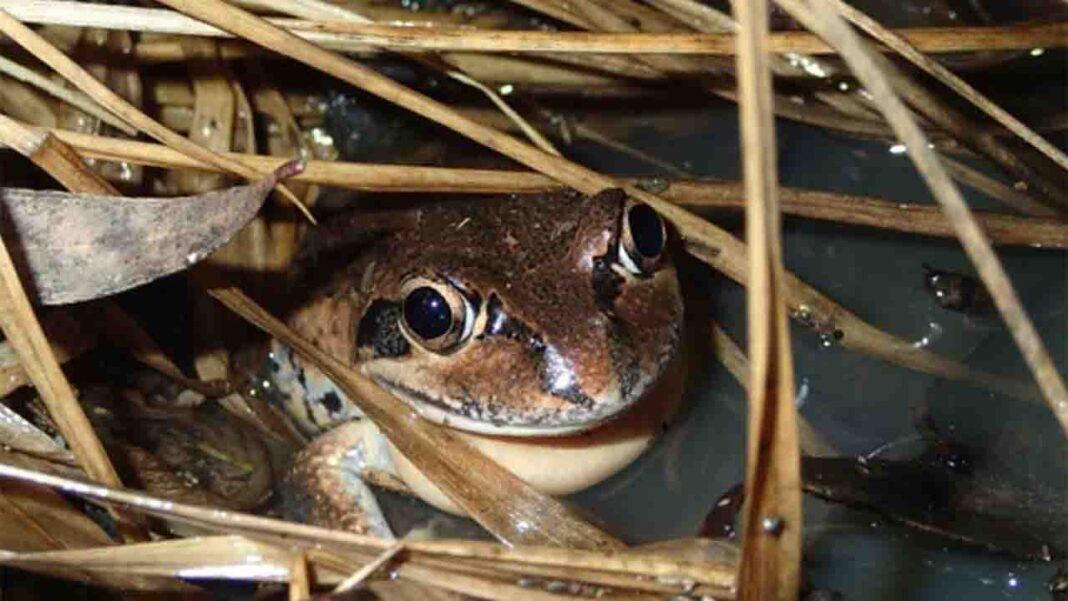 Do frogs have accents? Do frogs have accents?