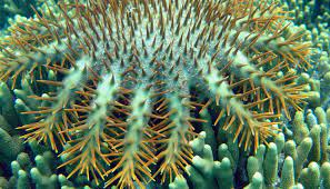 What is under threat in the Pacific? What is under threat in the Pacific?