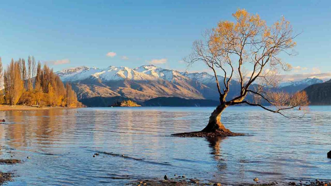 New Zealand’s Ambitious Steps towards a…! New Zealand’s Ambitious Steps towards a…!