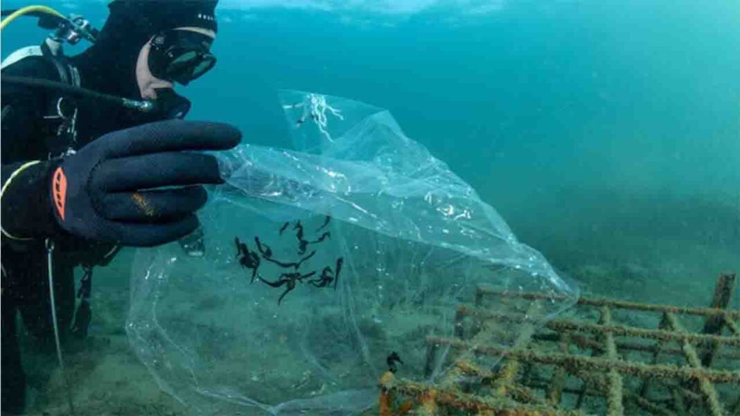 World’s largest release of seahorses at Sydney Harbour World’s largest release of seahorses at Sydney Harbour