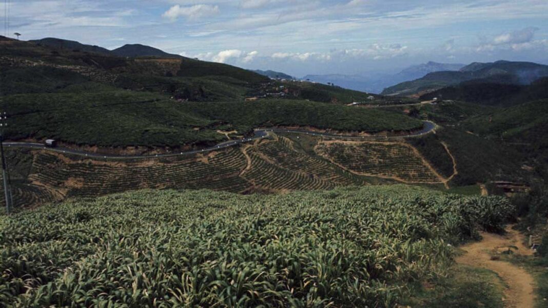 Revitalizing Agriculture in… Revitalizing Agriculture in…