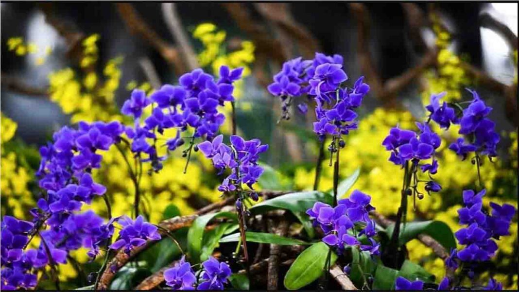 Gardens by the Bay sweep… Gardens by the Bay sweep…