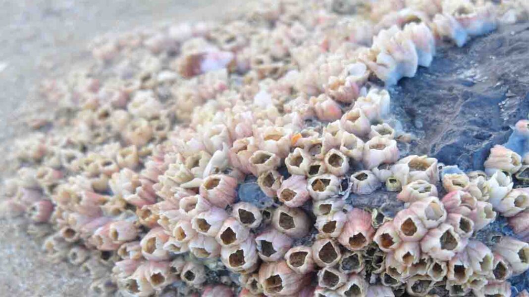 Florida coral bleaching threatens… Florida coral bleaching threatens…