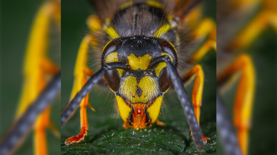 Citizen scientists play key role in… Citizen scientists play key role in…