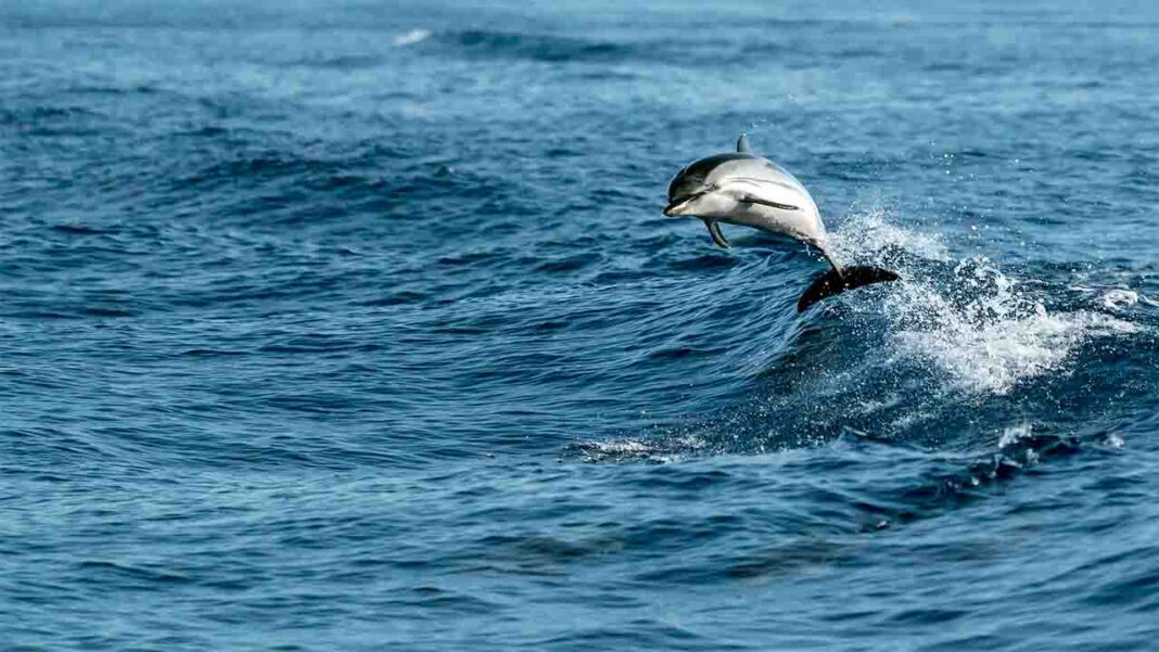 Rare hybrid dolphins spotted ……. Rare hybrid dolphins spotted …….