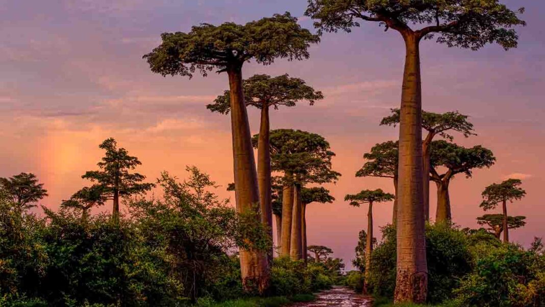 Madagascar’s Unique… Madagascar’s Unique…