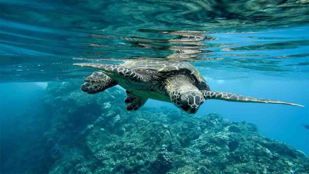 Caribbean turtles saved by… Caribbean turtles saved by…