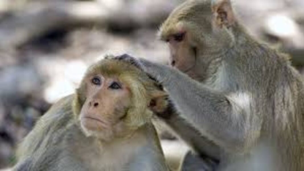 Primate masturbation study sheds light on…! Primate masturbation study sheds light on…!