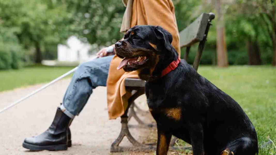 Assistance Dog… Assistance Dog…