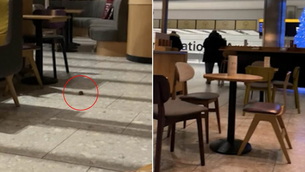 Mouse Running Around Play Area at London… Mouse Running Around Play Area at London…