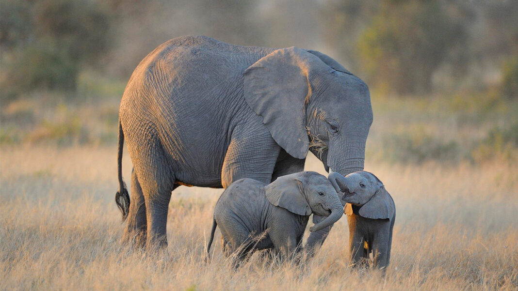 The Majestic World of Elephants… The Majestic World of Elephants…
