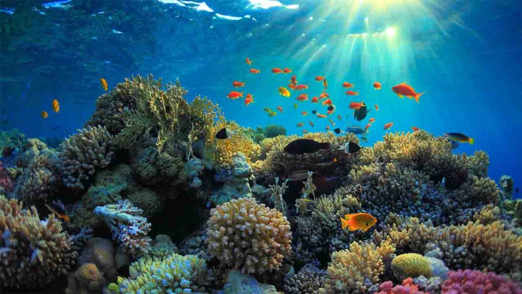 Oceanic Wonders Discovering the Beauty Below the Surface Oceanic Wonders Discovering the Beauty Below the Surface
