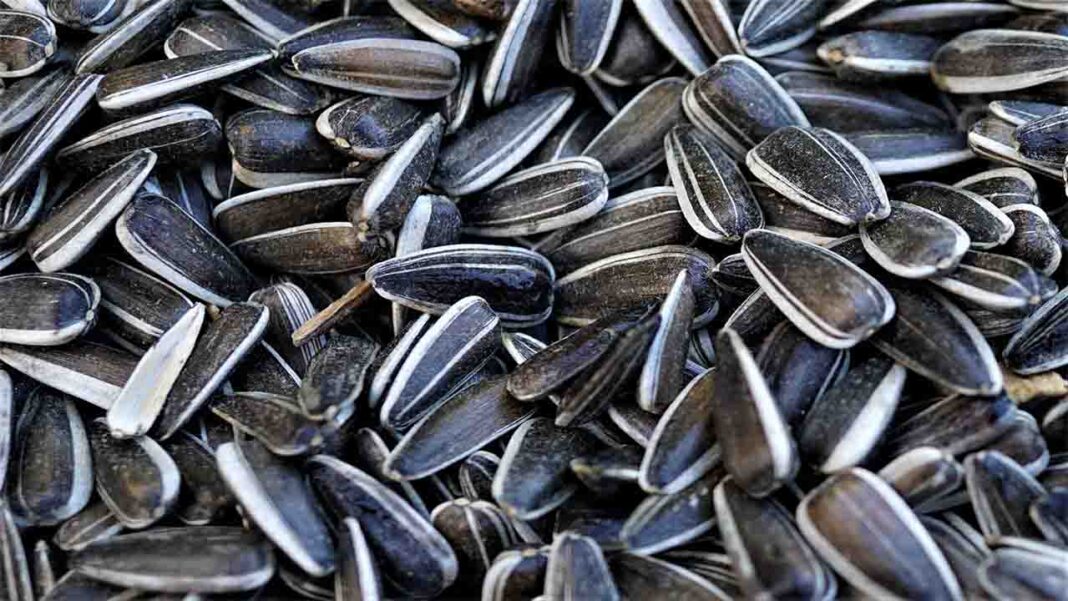 The magical health benefits of five common seeds The magical health benefits of five common seeds