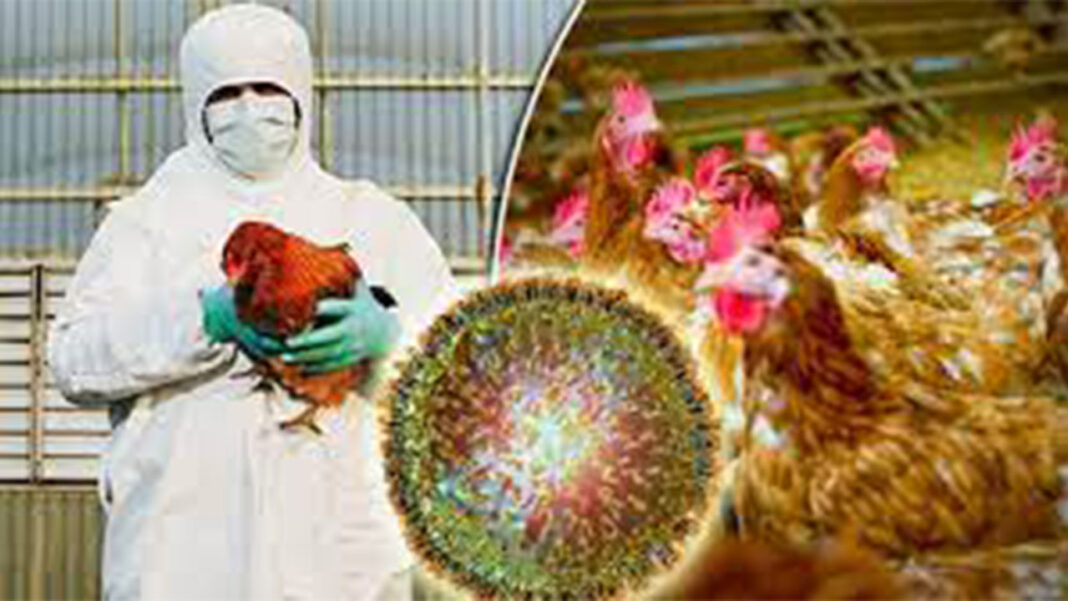 High alert for avian flu in Zimbabwe High alert for avian flu in Zimbabwe