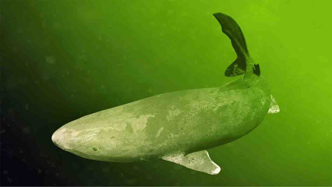 Guardians of the Ocean’s Depths Guardians of the Ocean’s Depths