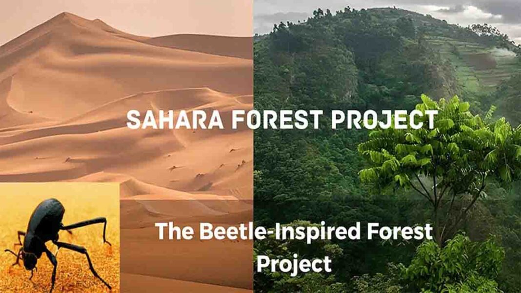 How Namib Desert Beetles Inspire Innovative Solutions for Climate Change and Planetary Exploration How Namib Desert Beetles Inspire Innovative Solutions for Climate Change and Planetary Exploration